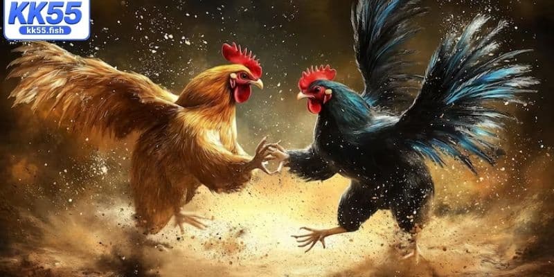 Bật mí bí kíp chơi đá gà tại KK55 Bật mí bí kíp chơi đá gà tại KK55