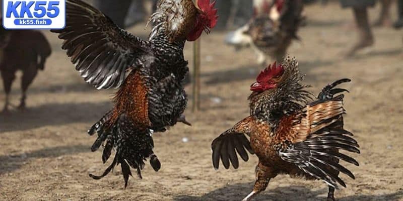 Quy định cá cược trong trận đấu cựa dao